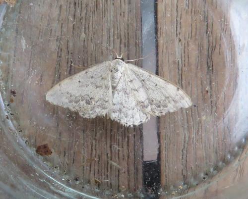 Réf. 274 451 : Scopula marginepunctata